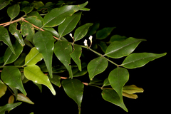 Memecylon gracile